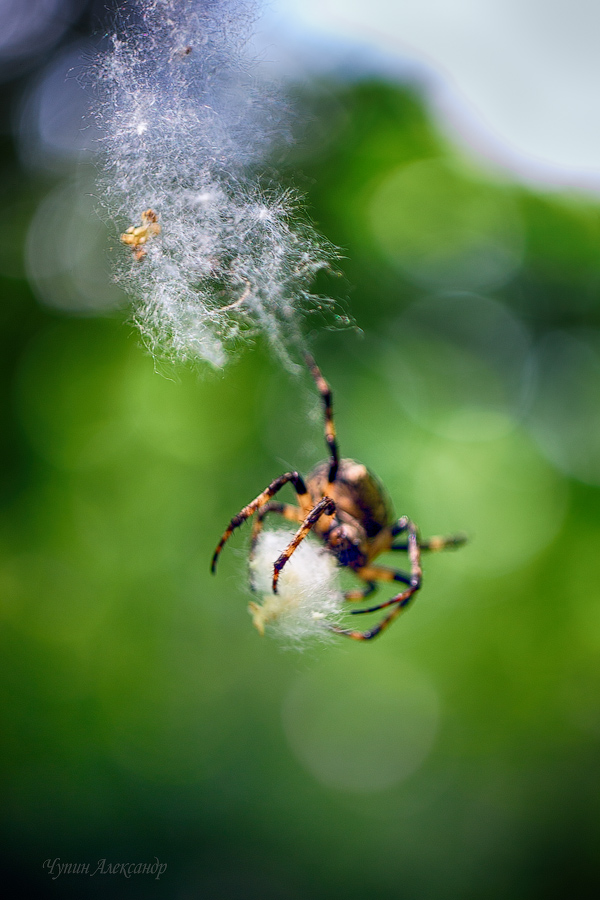 кручу верчу ,пульнуть хочу!
