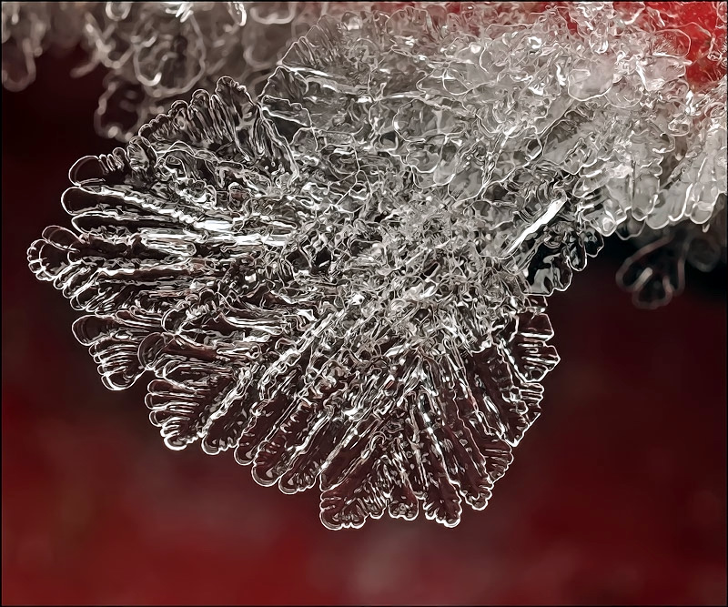 Веера величества...