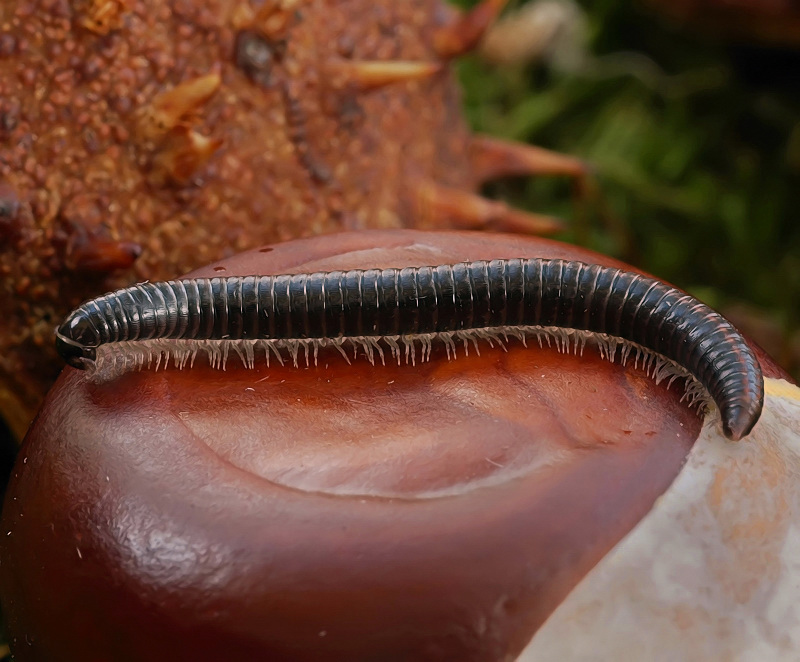 Будем считать???