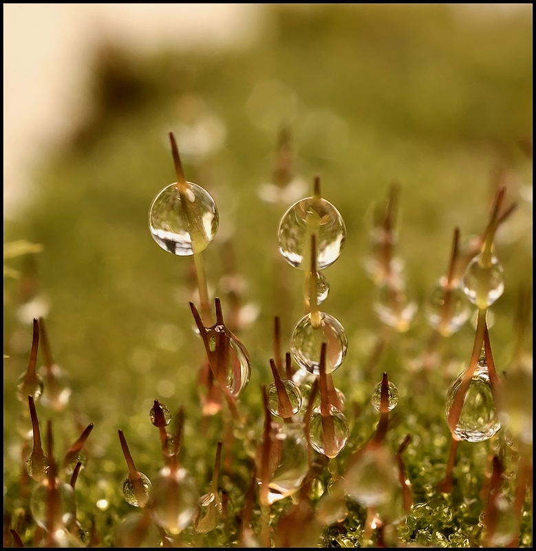 Старое племя...