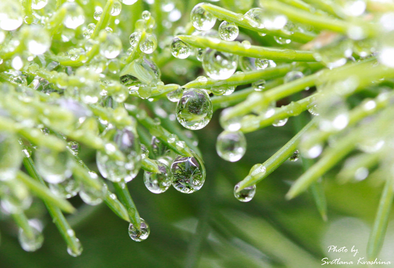 В мире солнечных капель