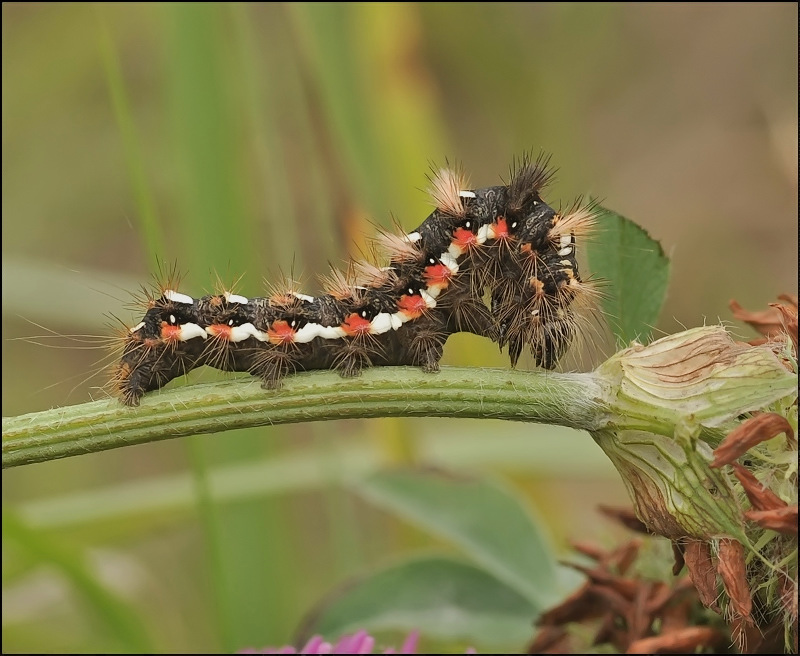 Большая запятая...