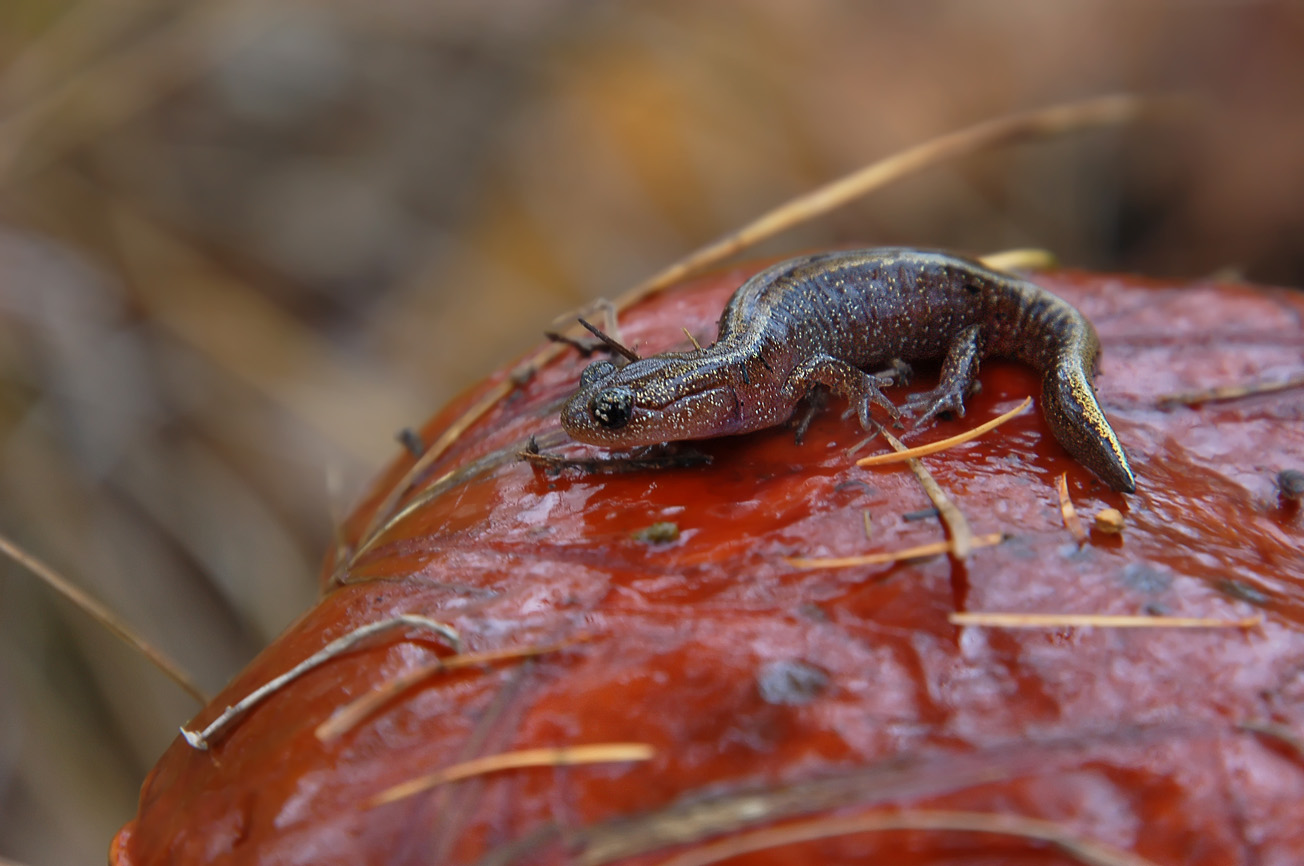 углозуб Шренка