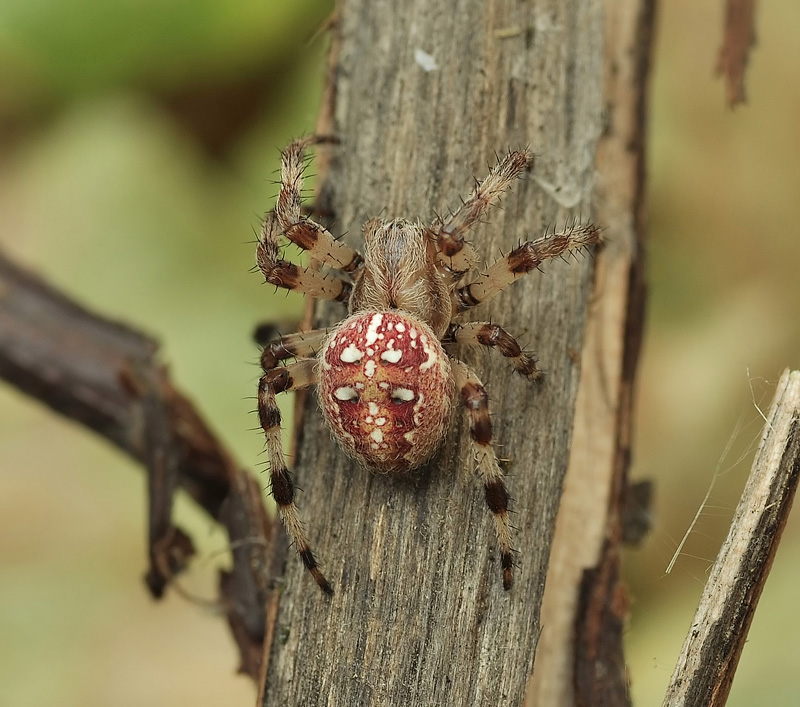 Редисочка..