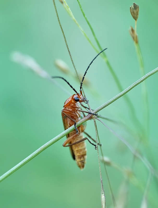 Медный всадник..