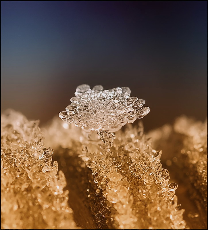 Цветок Венеры...