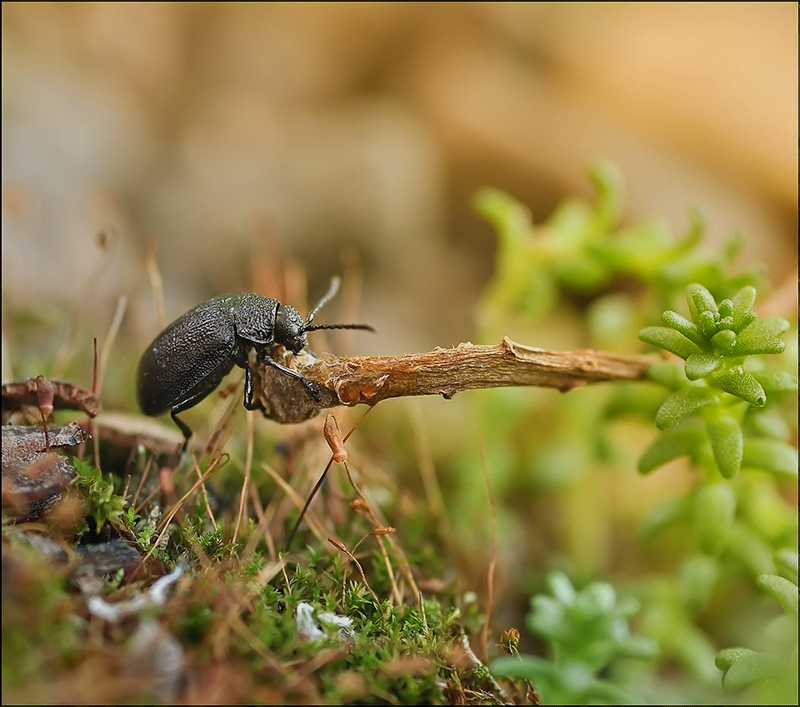 За ёлочкой однажды, он летом собрался...