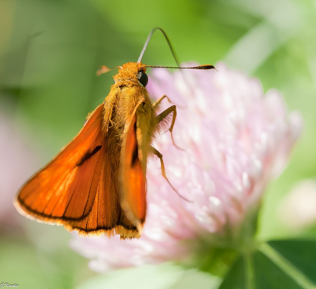 Сбор нектара..