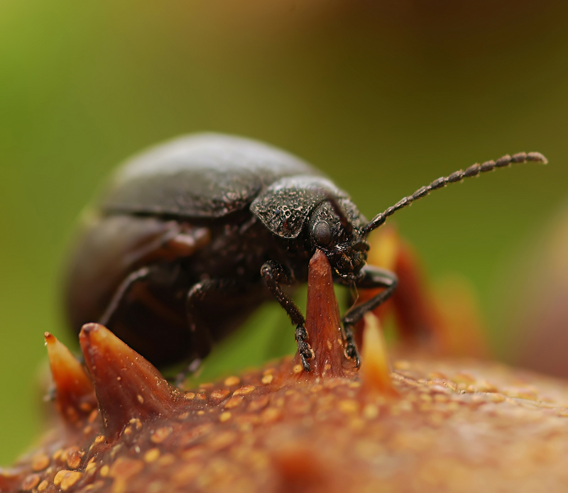 Сам не знаю...