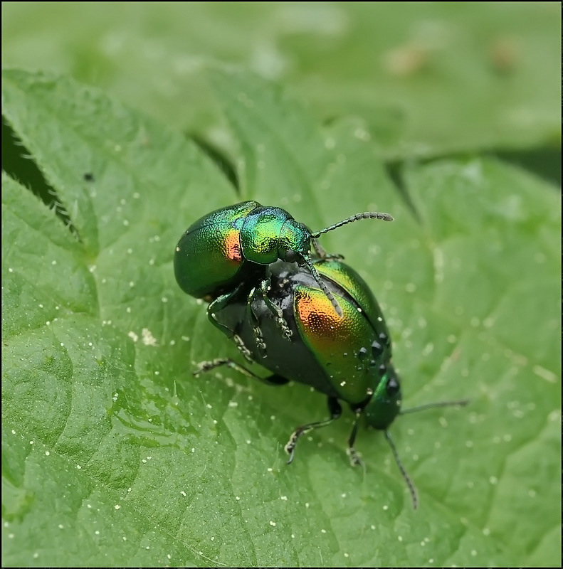 Наливная любовь...