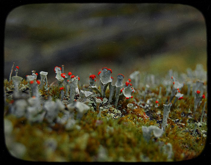 Ушки лесных троллей