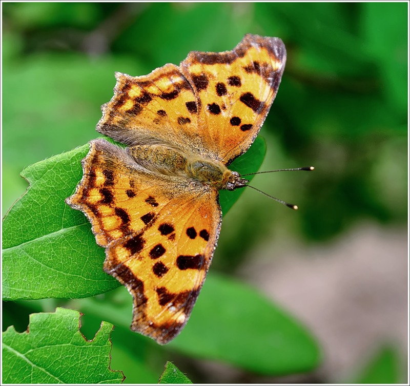 Углокрыльница