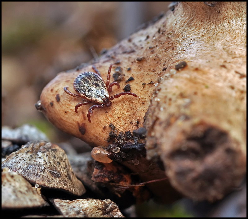 Они не дремлят...