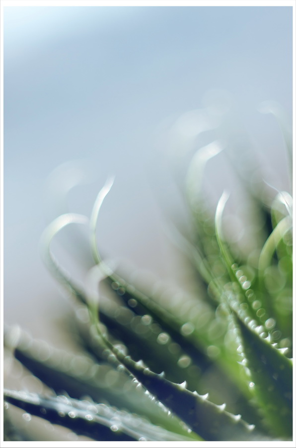 Зелёный привет небу