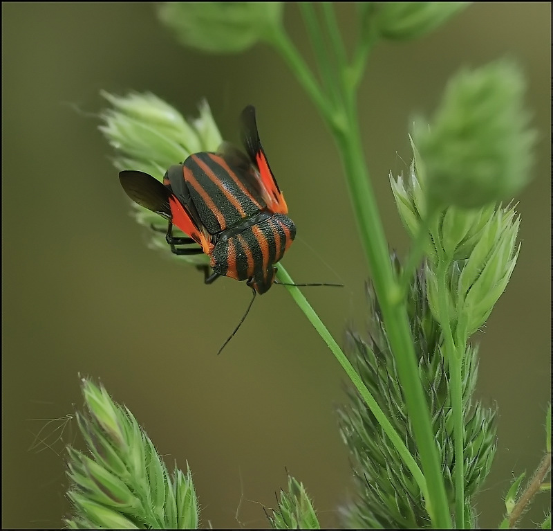 Красный дракон