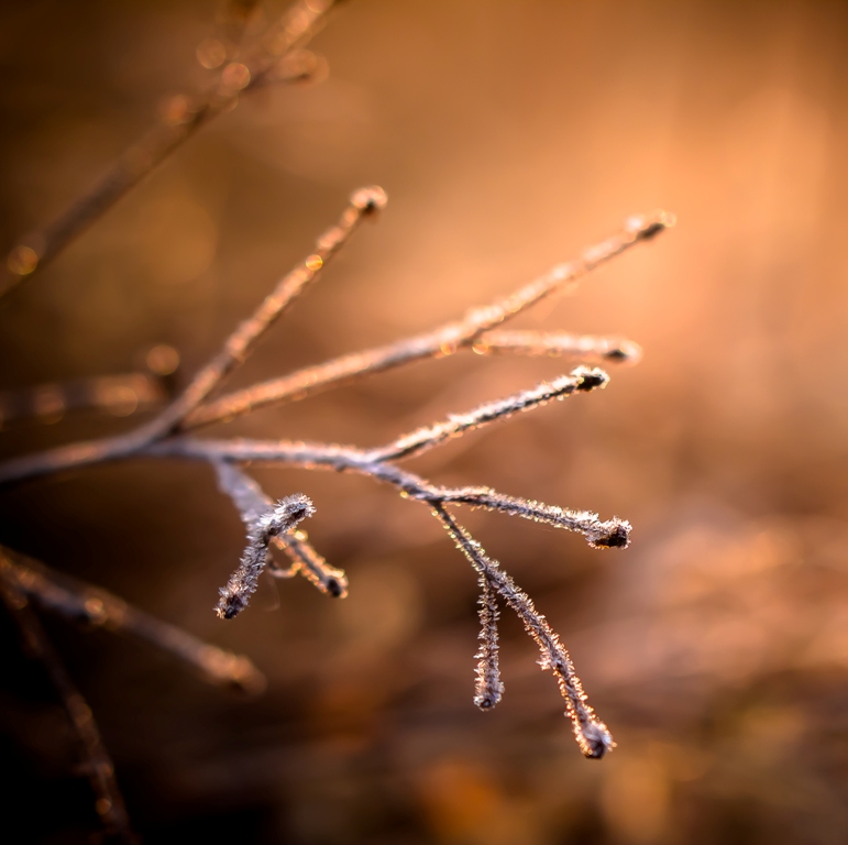 Хрустальная веточка...