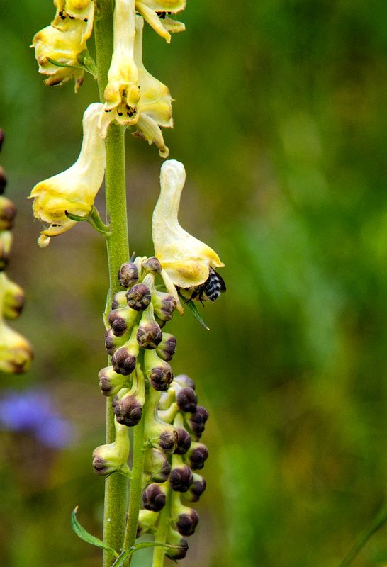 Байкальская пчелка