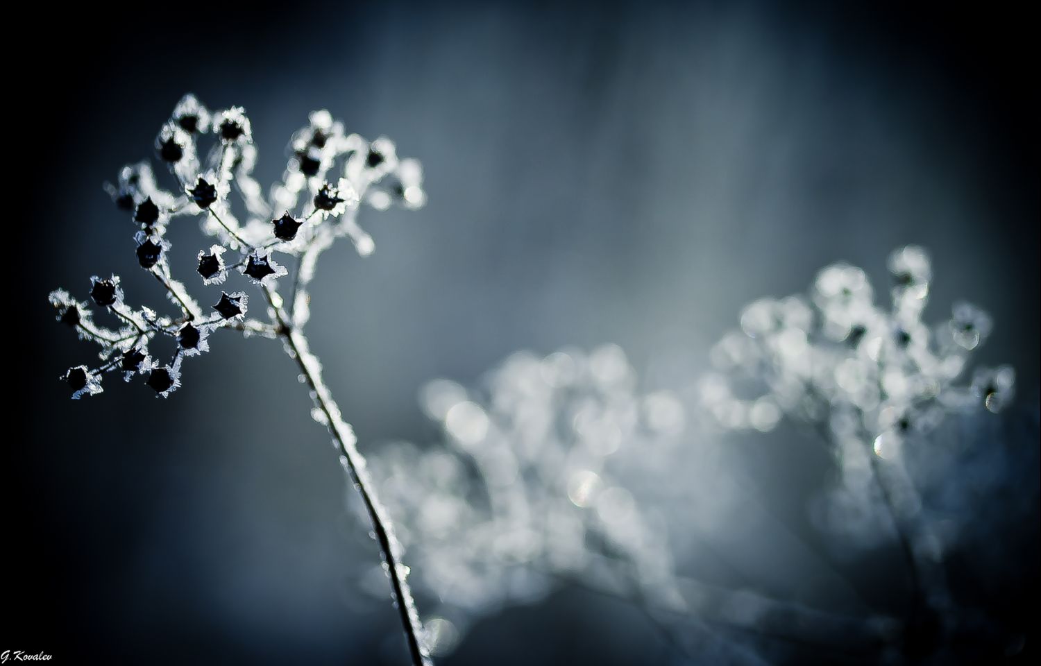 Зимний сон...