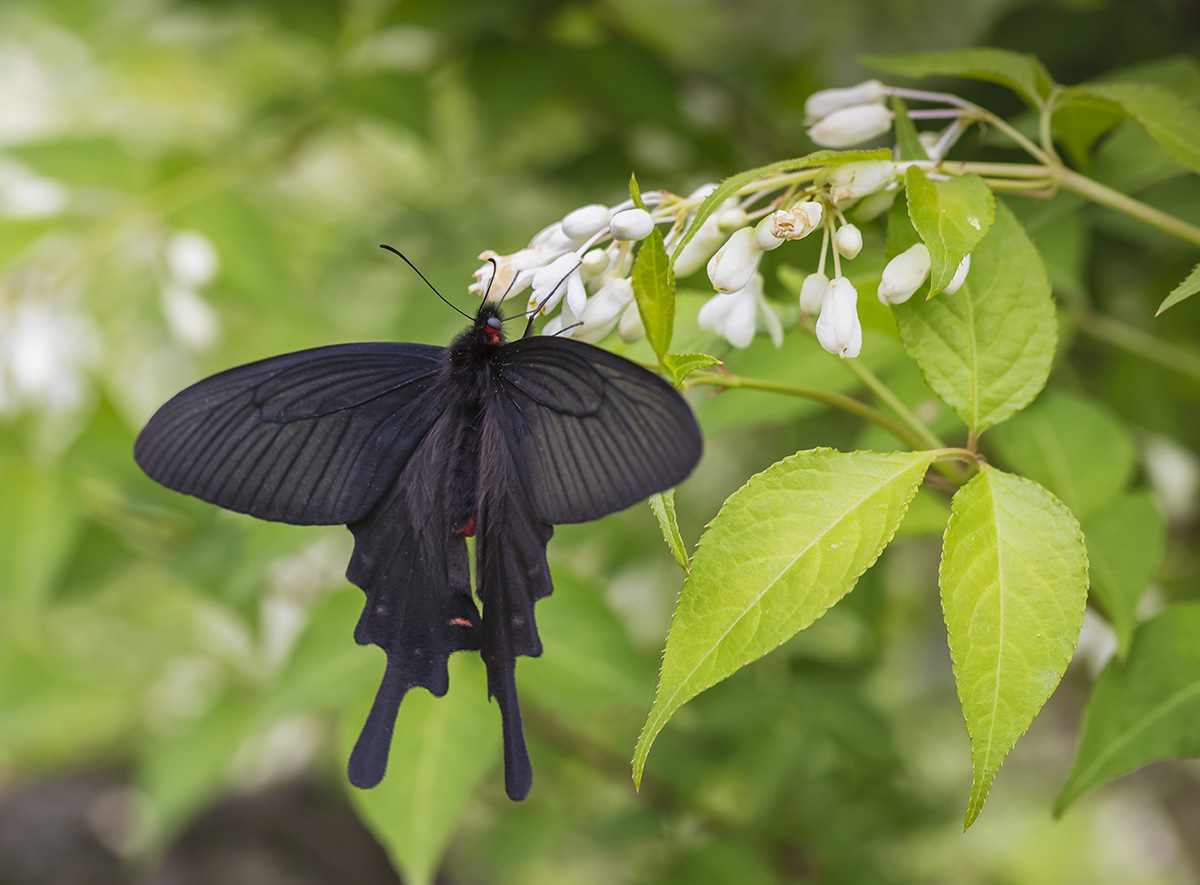 Черный принц