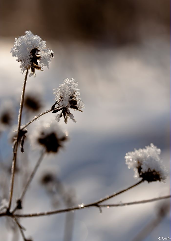Зимний букет...
