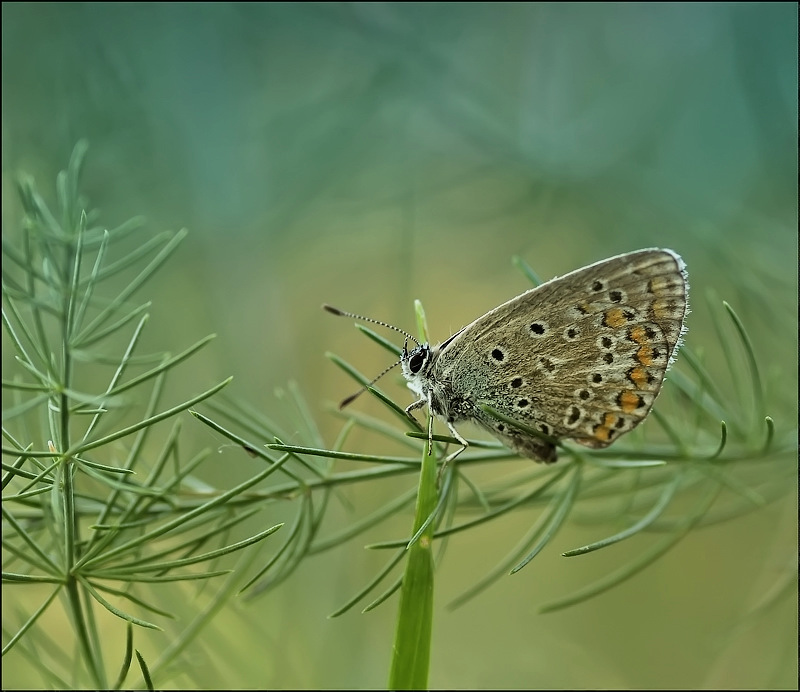Буря спокойствия...