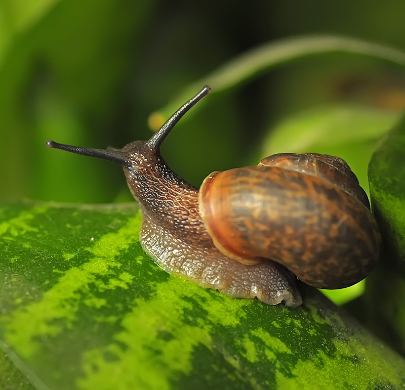 В царстве улиток..