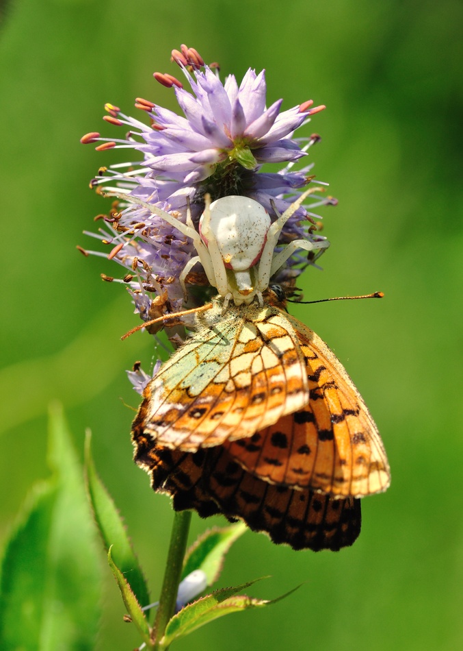 молилась ли ты на ночь....