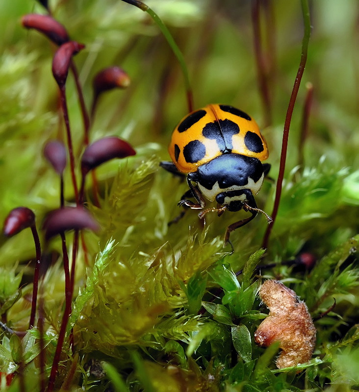 Вдоль аллеи..