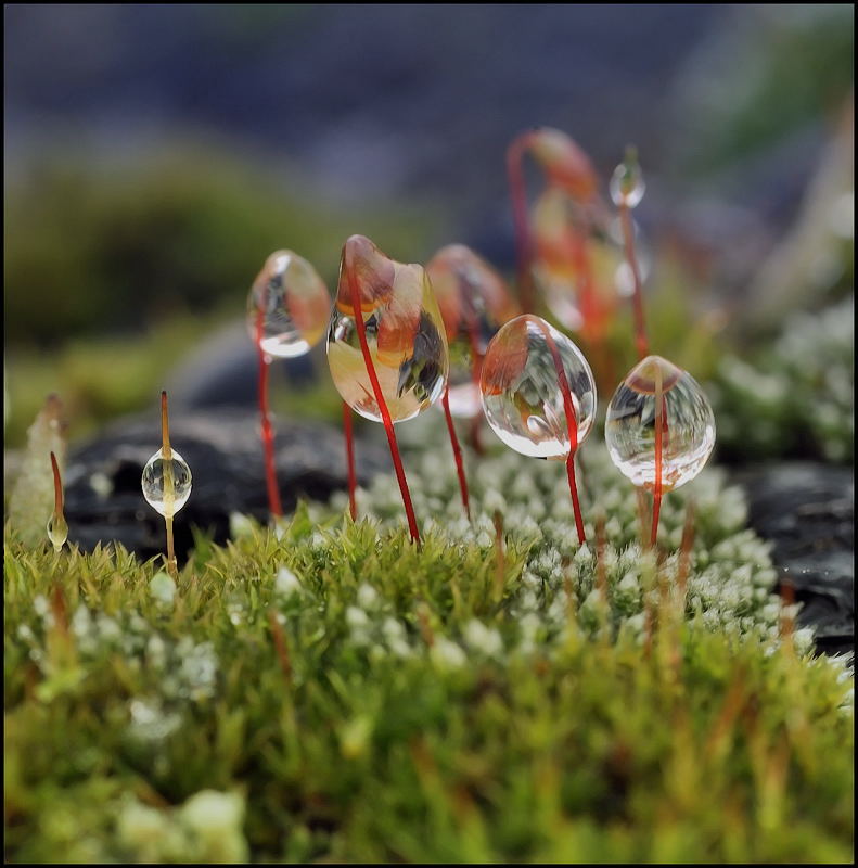 В пионеры...