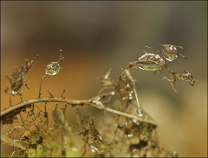 Осенние погремушки...
