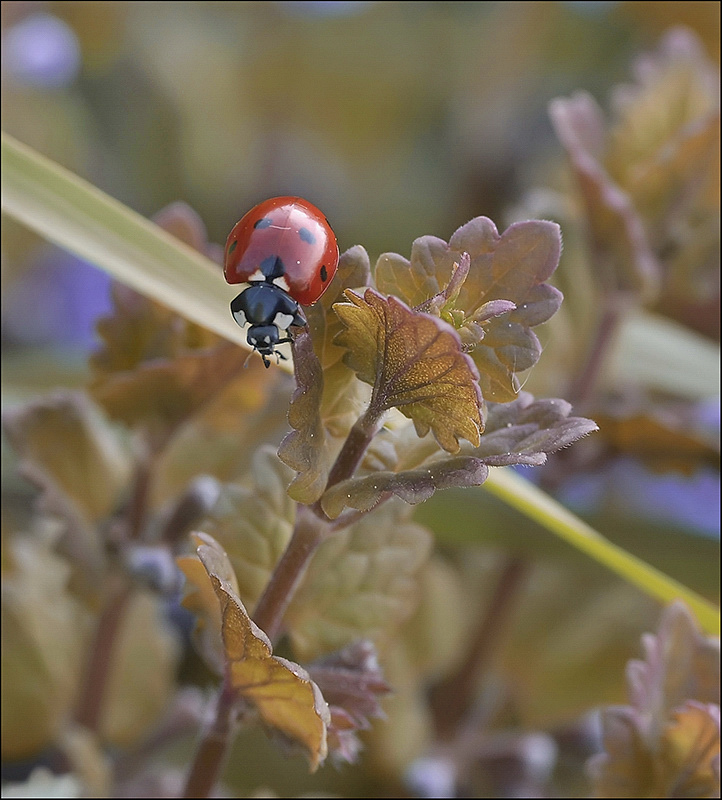 Безумная вишенька...