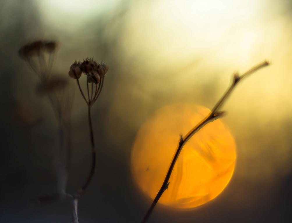 Силуэты зимы...