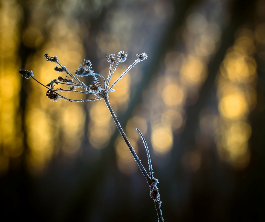 Зимний сон...