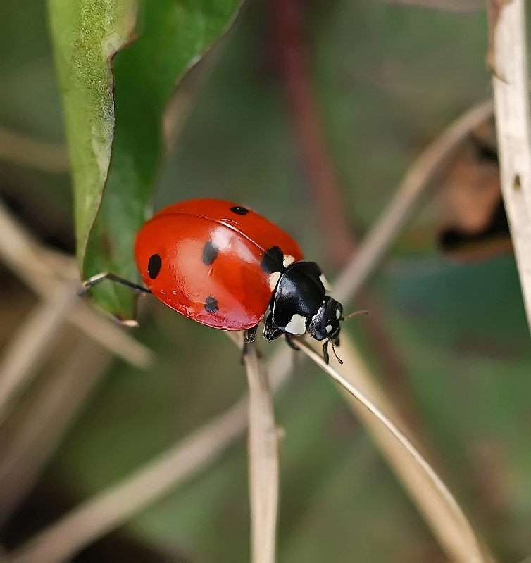 Макро-Бычок...