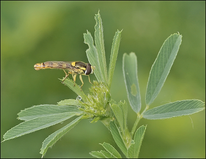 Райская птица...