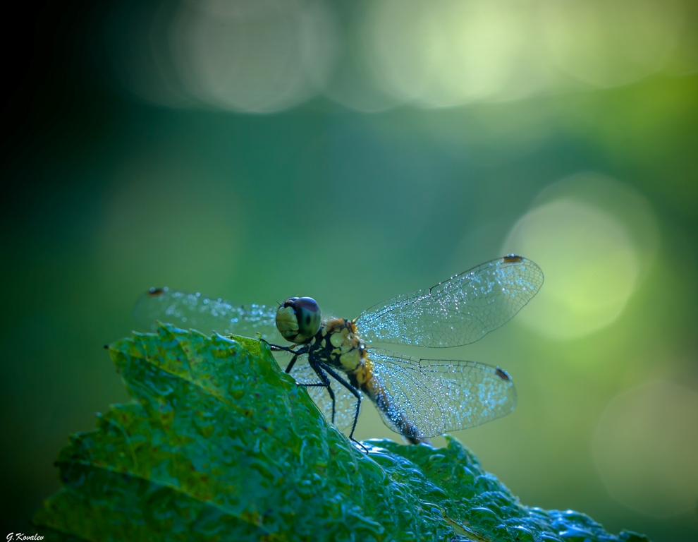 Сентябрьские росы...