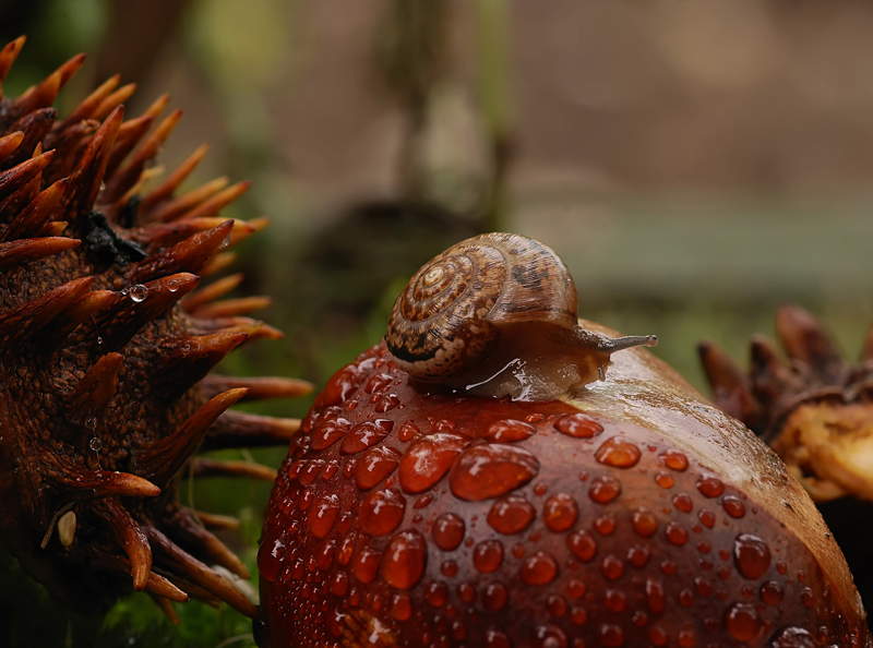 Утро капель...