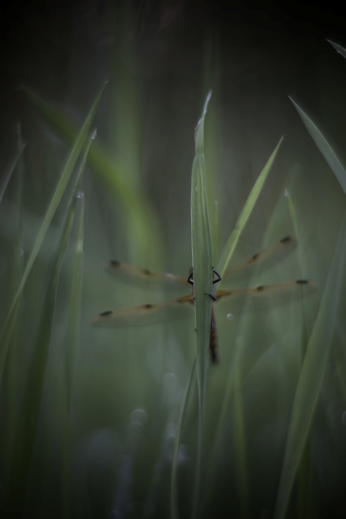 Поиграем в прятки?