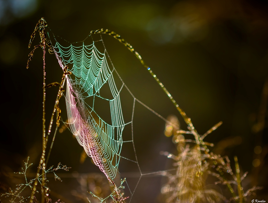 Июльским утром...