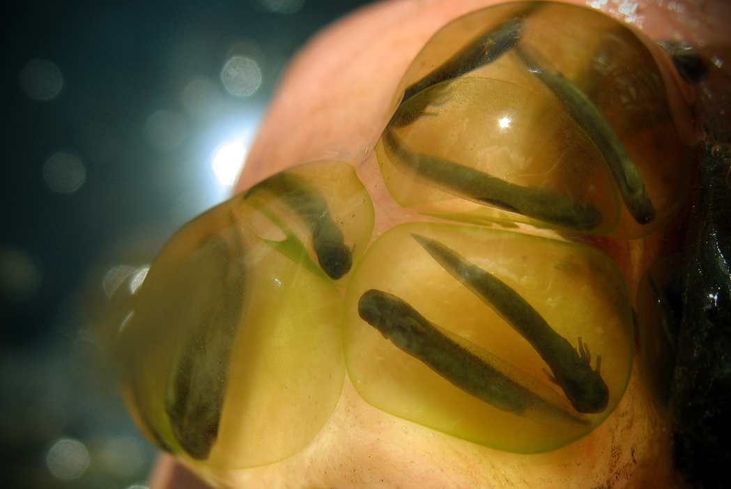 Близняшки на ладошке