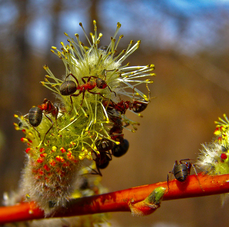Муравьиные будни