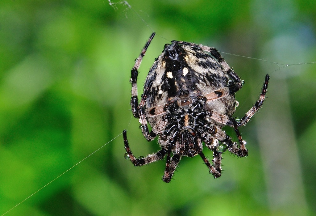 мокрый паук