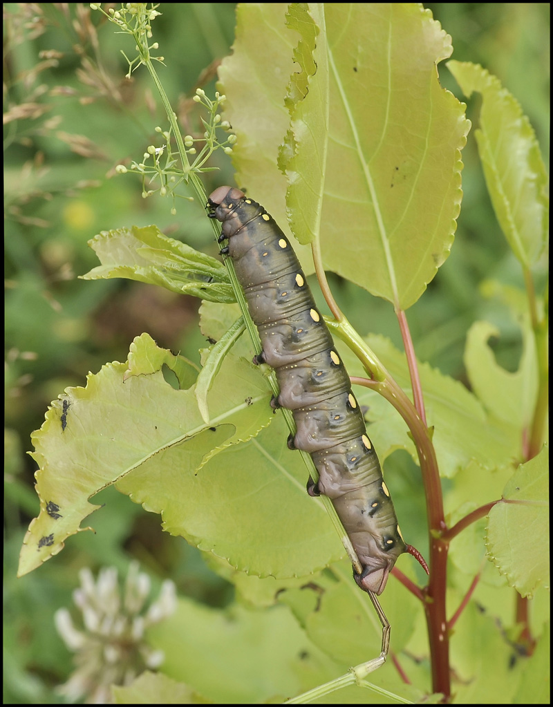 ГармоНИКА...