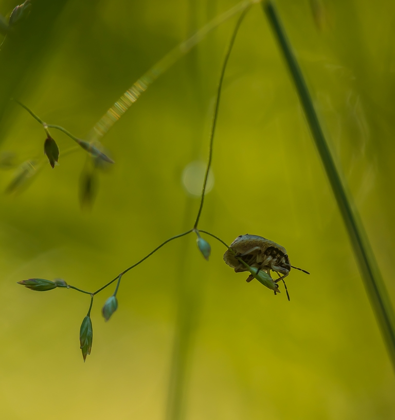 На карусели...