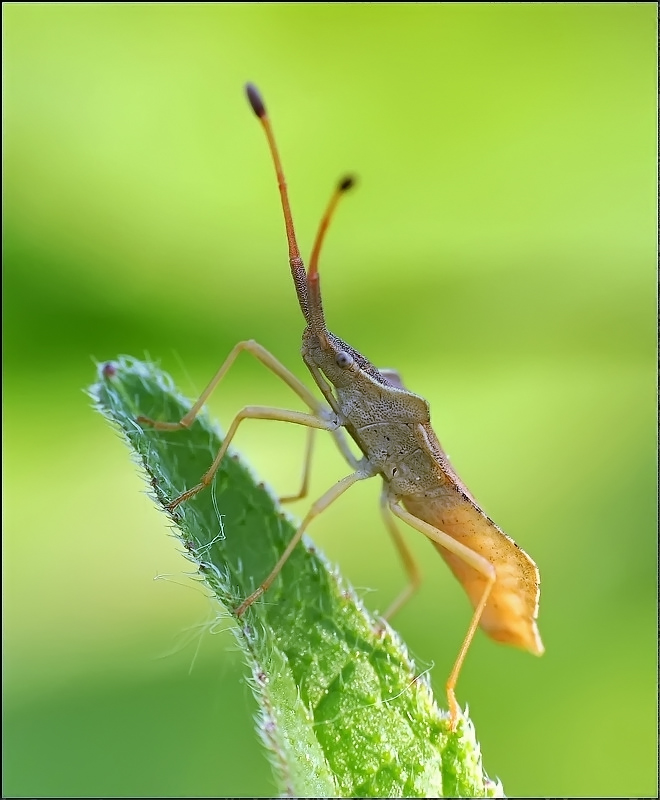 Рыжий  бегун...