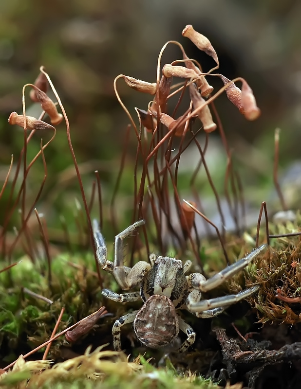 Сборщик кокосов...