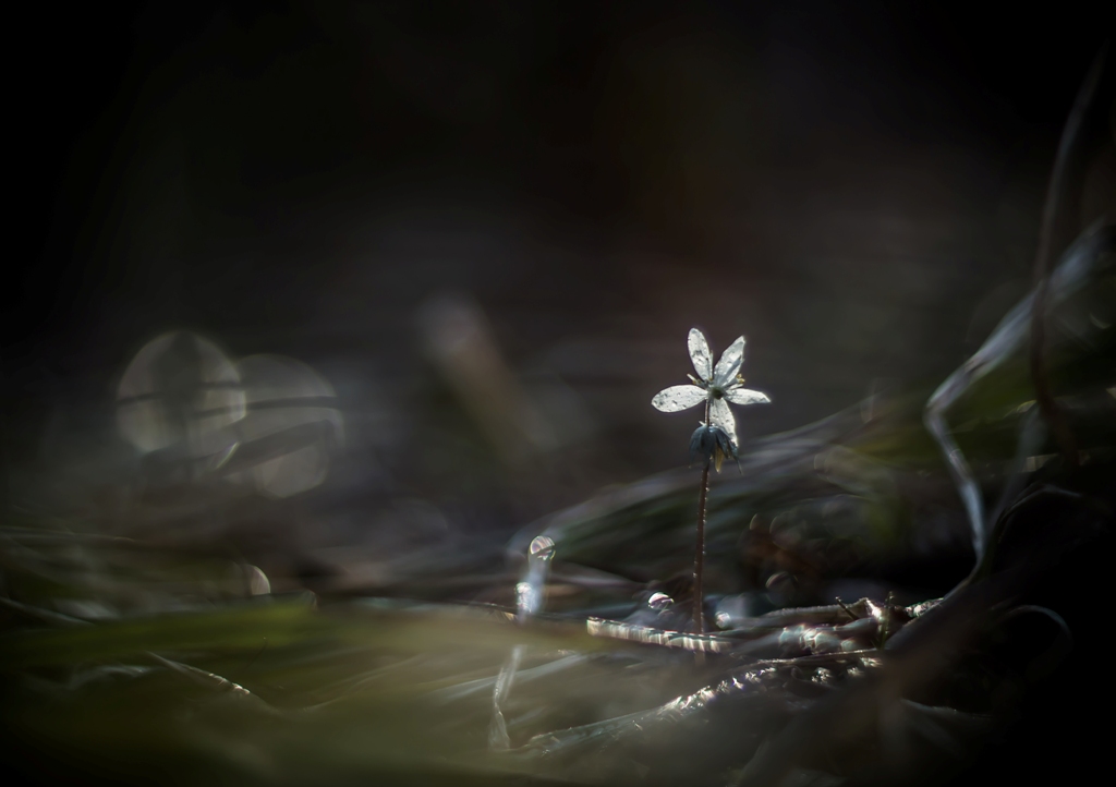 Белая звездочка...