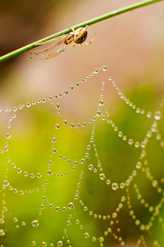 Канатоходец