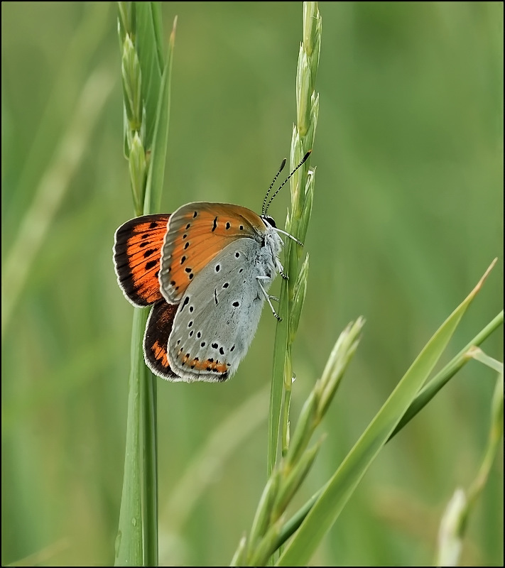 Рыжая коза...