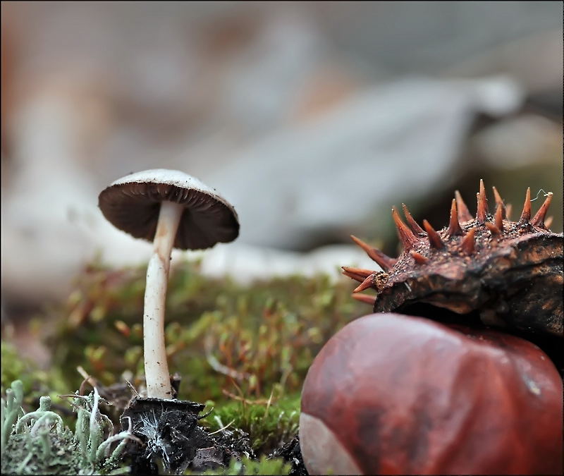 Бледности...